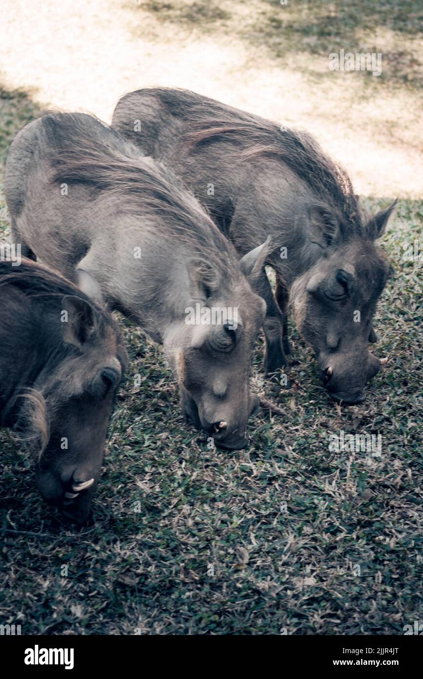 Eine vertikale Aufnahme von Warzenschweinen, die auf dem Gras in der Savanne in Südafrika grasen Stockfoto