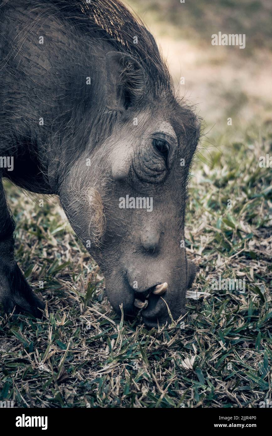 Eine vertikale Nahaufnahme des Kopfes eines Zwergkopfes, der auf dem Gras in der Savanne in Südafrika grast Stockfoto