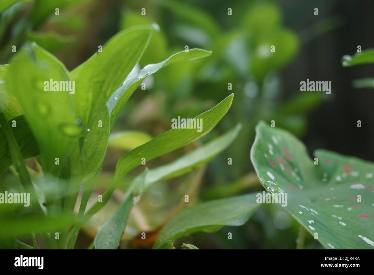 Eine selektive Fokusaufnahme von Pflanzenblättern im Garten Stockfoto
