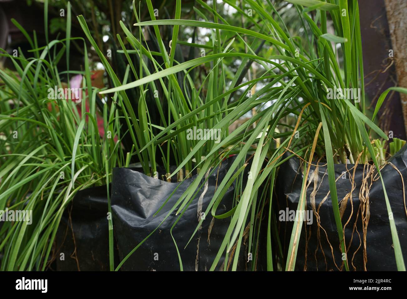 Eine selektive Fokusaufnahme von Topfgräsern im Garten Stockfoto