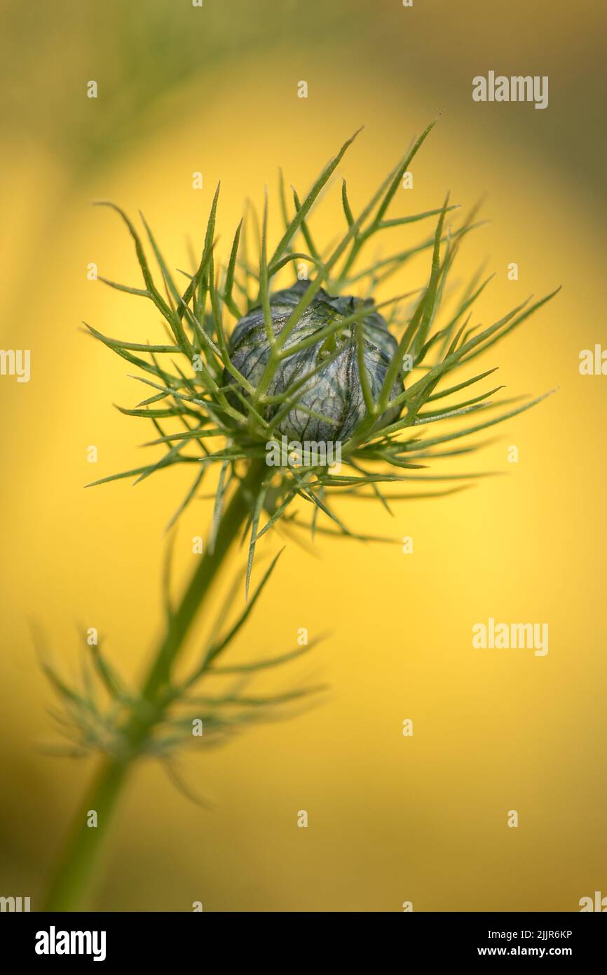 Eine vertikale Nahaufnahme einer Nebelblüte (Nigella damascena) Stockfoto