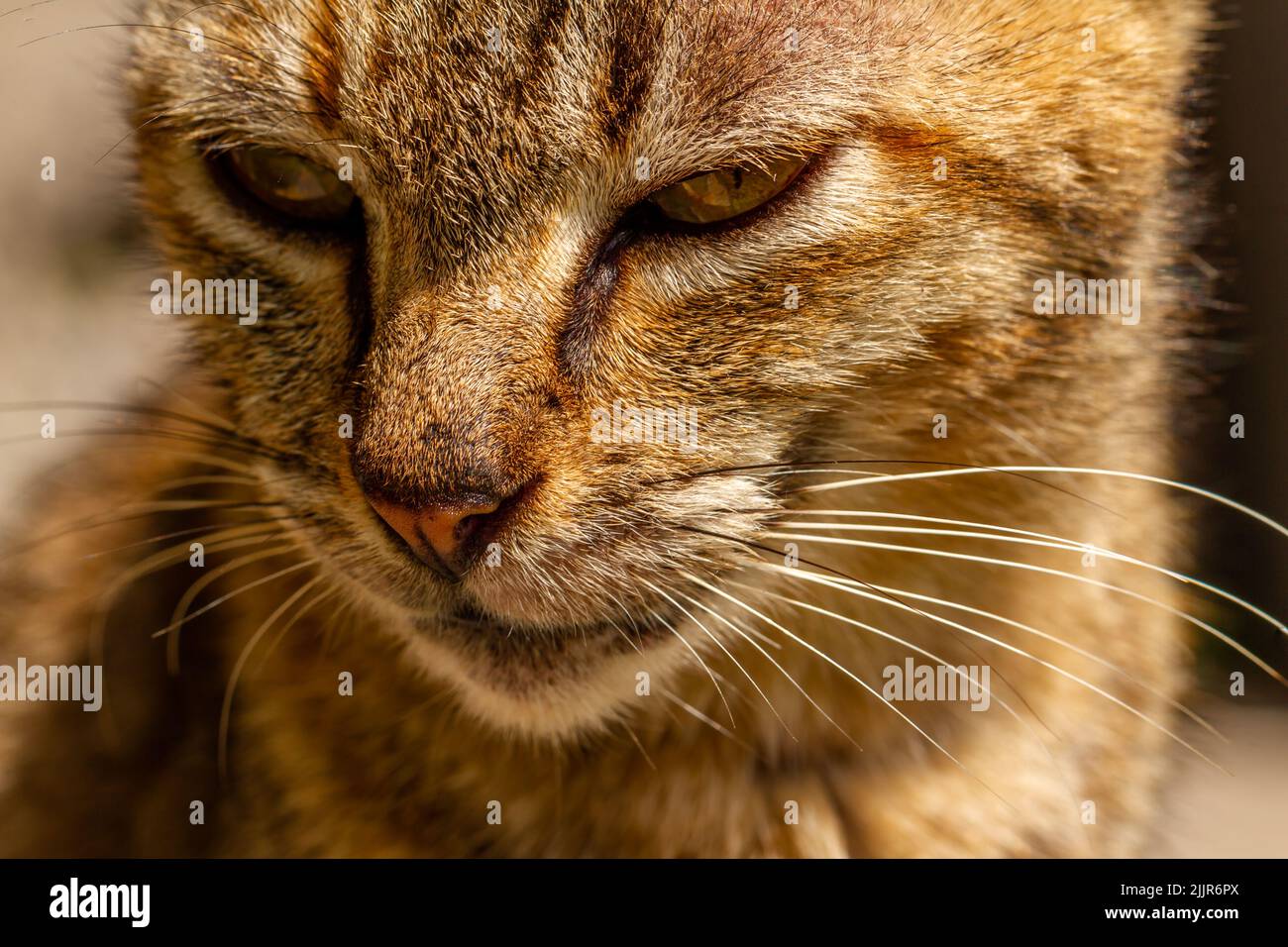 Nahaufnahme Einer Katze, die faul schläft und sitzt, ein Haustier, das in der muslimischen Gesellschaft in den Trend geht Stockfoto