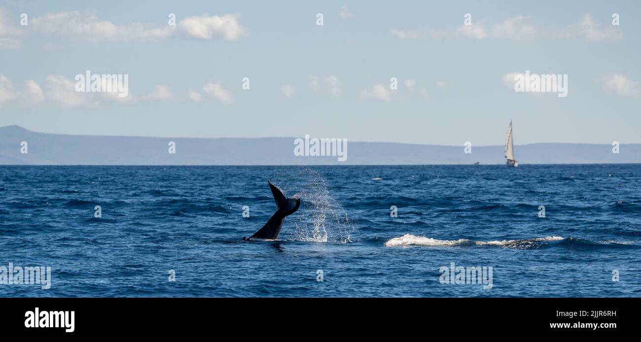 Der Schwanz eines großen Wals, der aus dem blauen Ozean in der Nähe der Insel Maui, Hawaii, herauskommt Stockfoto