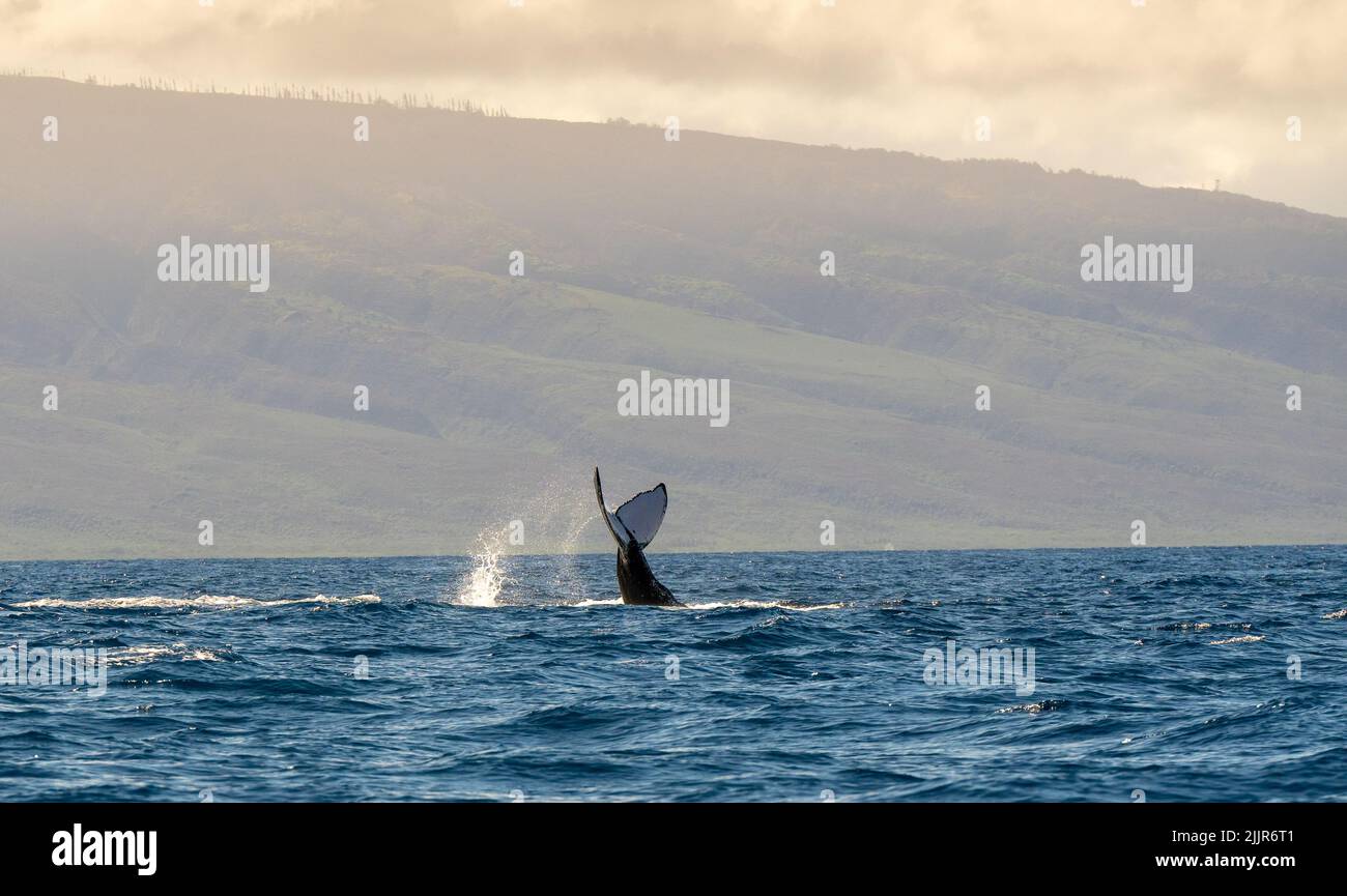 Der Schwanz eines großen Wals, der in der Nähe von Maui Island, Hawaii, aus dem Meer herauskommt Stockfoto