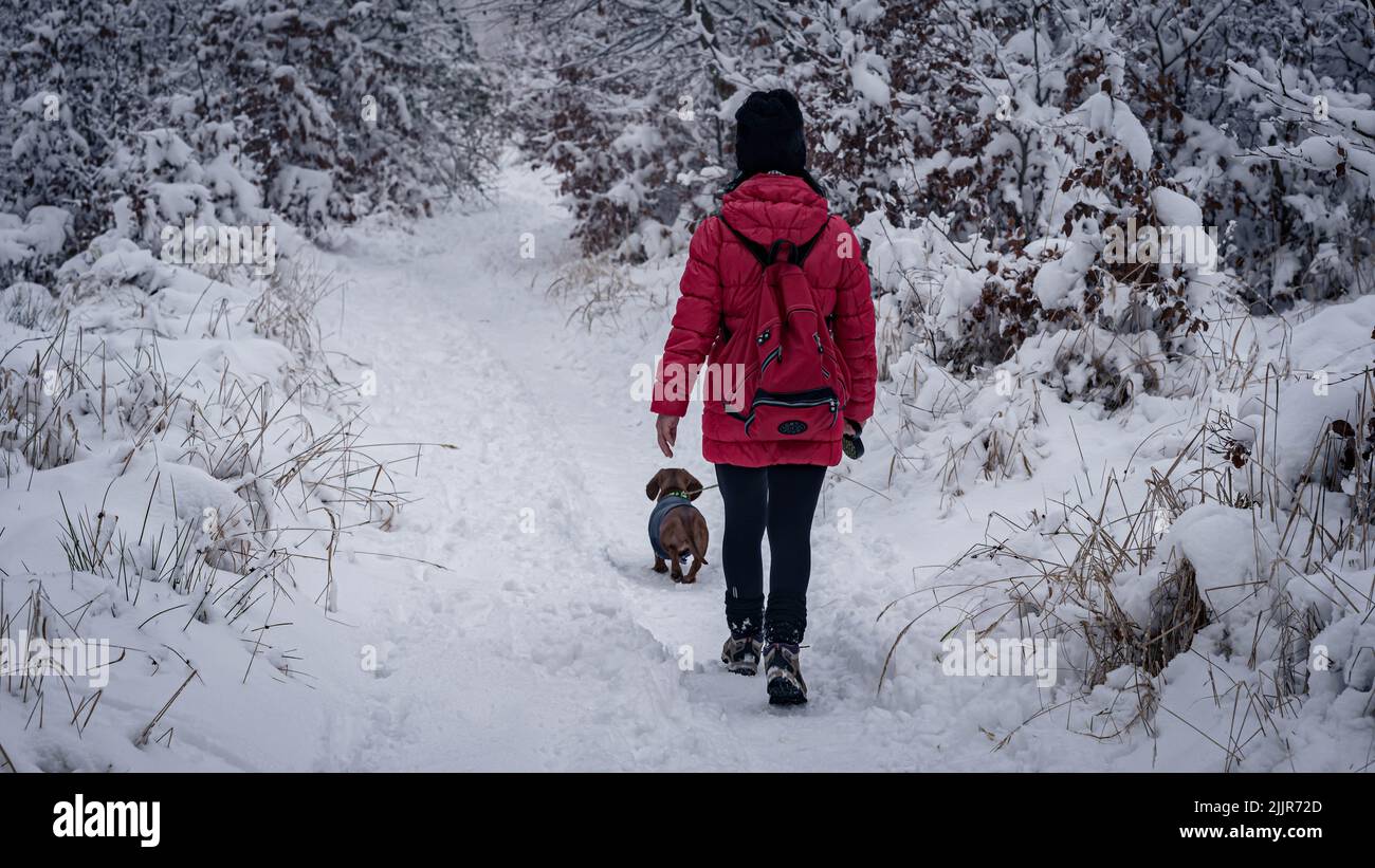 Eine Rückansicht eines Mädchens in warmer Kleidung, das im Winter mit ihrem Hund auf dem schneebedeckten Waldweg spazierengeht Stockfoto
