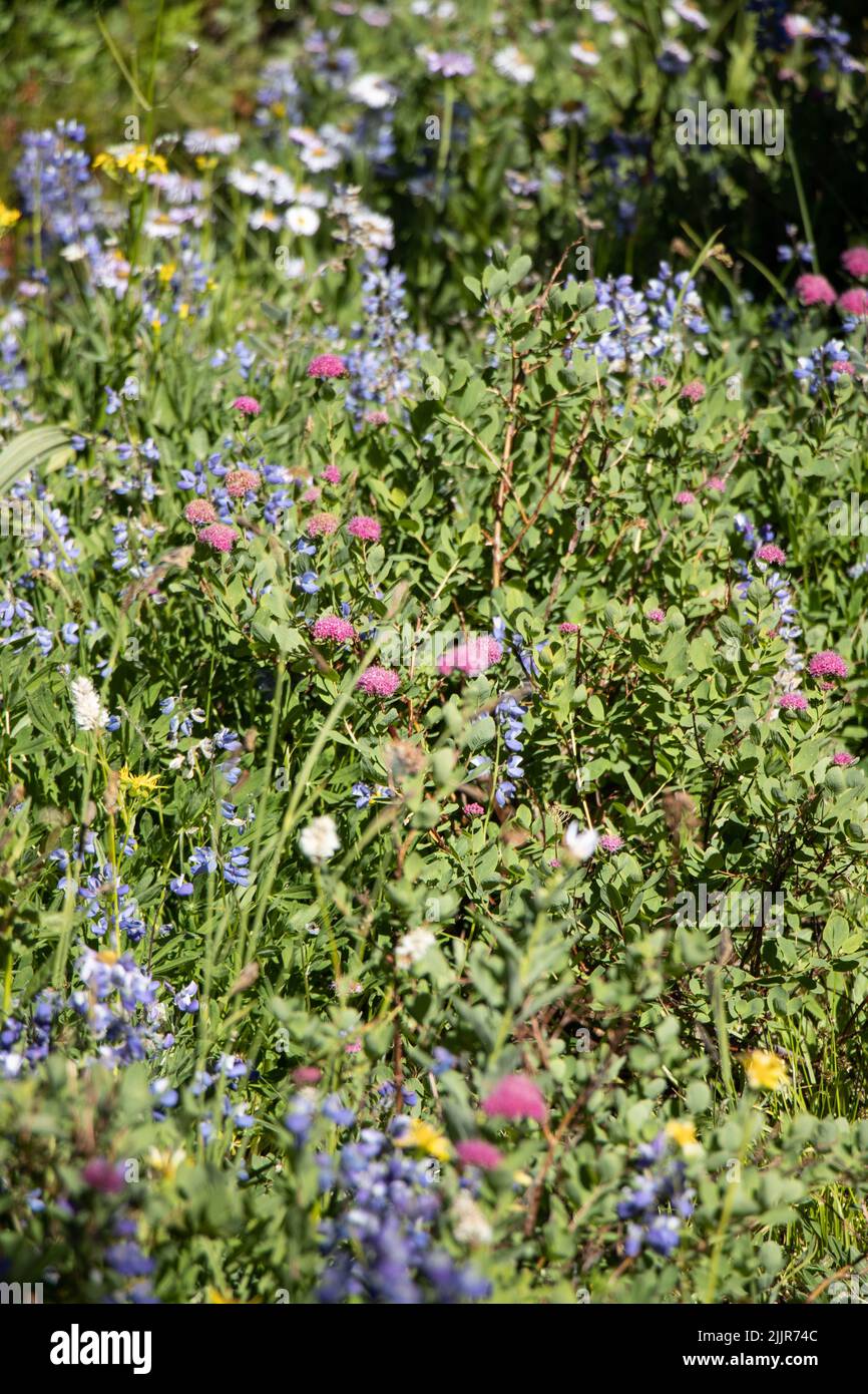 Eine vertikale Aufnahme von bunten Blumen auf dem Feld Stockfoto