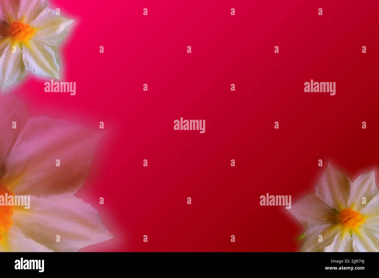 Ein Hintergrund mit Blumenabstufung zum Schreiben von Grußkarten Stockfoto