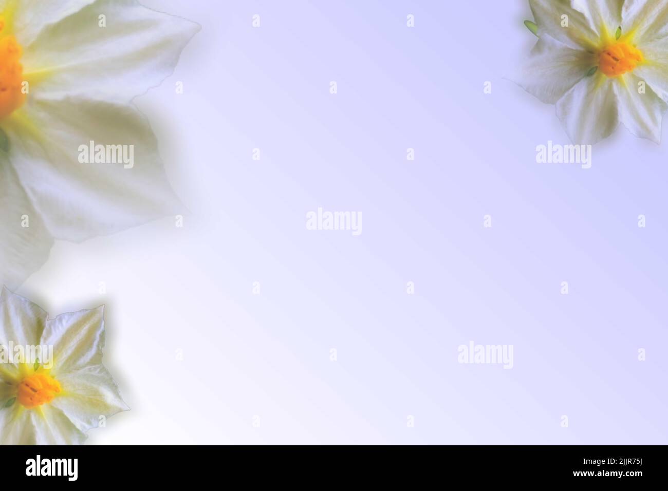 Ein Hintergrund mit Blumenabstufung zum Schreiben von Grußkarten Stockfoto