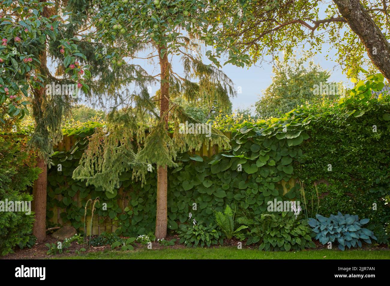 Bäume, grüne Pflanzen und Blumen in einem ruhigen, privaten und gepflegten Hausgarten im Sommer. Paradies Apfelfrüchte wachsen als gesunde, frische und leckere Snack Stockfoto