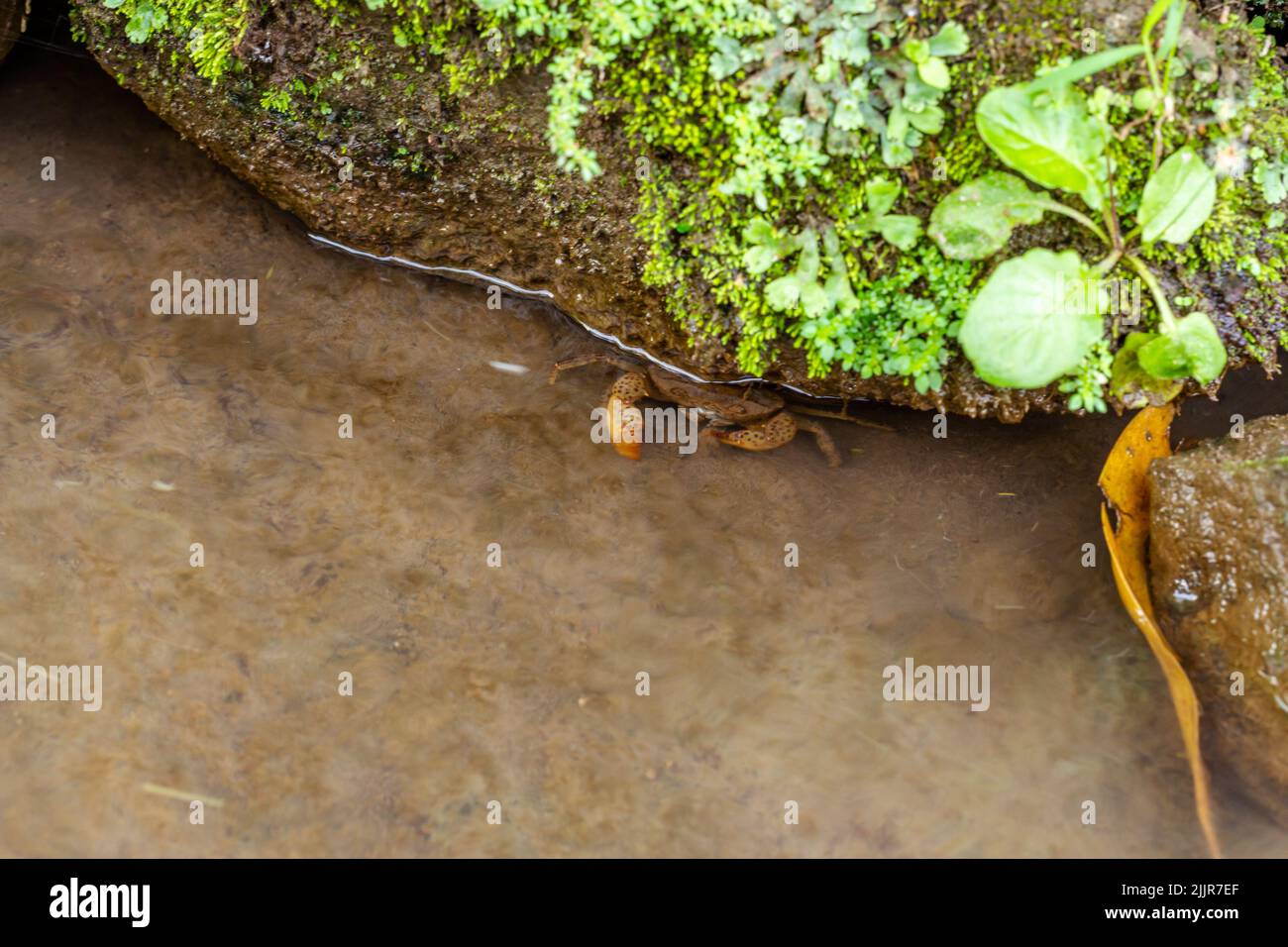 Eine kleine Krabbe, die in einem kleinen Fluss mit klarem Wasser lebt und sich unter einem schmutzigen und moosigen Felsen versteckt Stockfoto