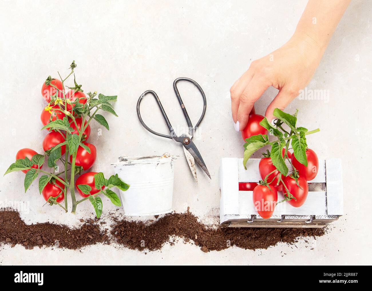 Lebenszyklus der Tomatenpflanze. Wachstumsphasen vom Samen bis zur Blüh- und Fruchtpflanze mit reifen roten Tomaten auf weißem Hintergrund. Draufsicht. Stockfoto