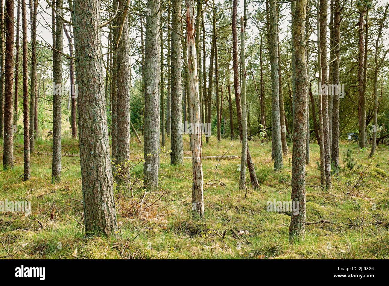 Wunderschöne, entspannende und üppige Waldbäume und grünes Gras in der Natur im Frühling. Landschaftsansicht der wilden, unbebauten Landwirtschaft im Wald. A Stockfoto