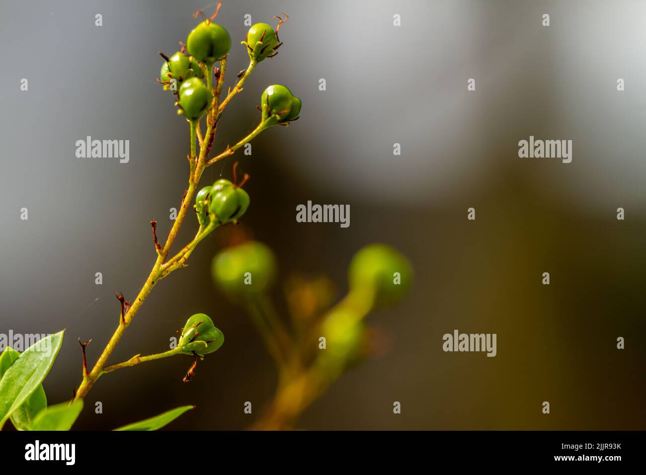 Die blühende Goldduschpflanze ist gelb und trägt Früchte, die eine grüne runde Form haben, der Hintergrund der Blätter ist verschwommen Stockfoto