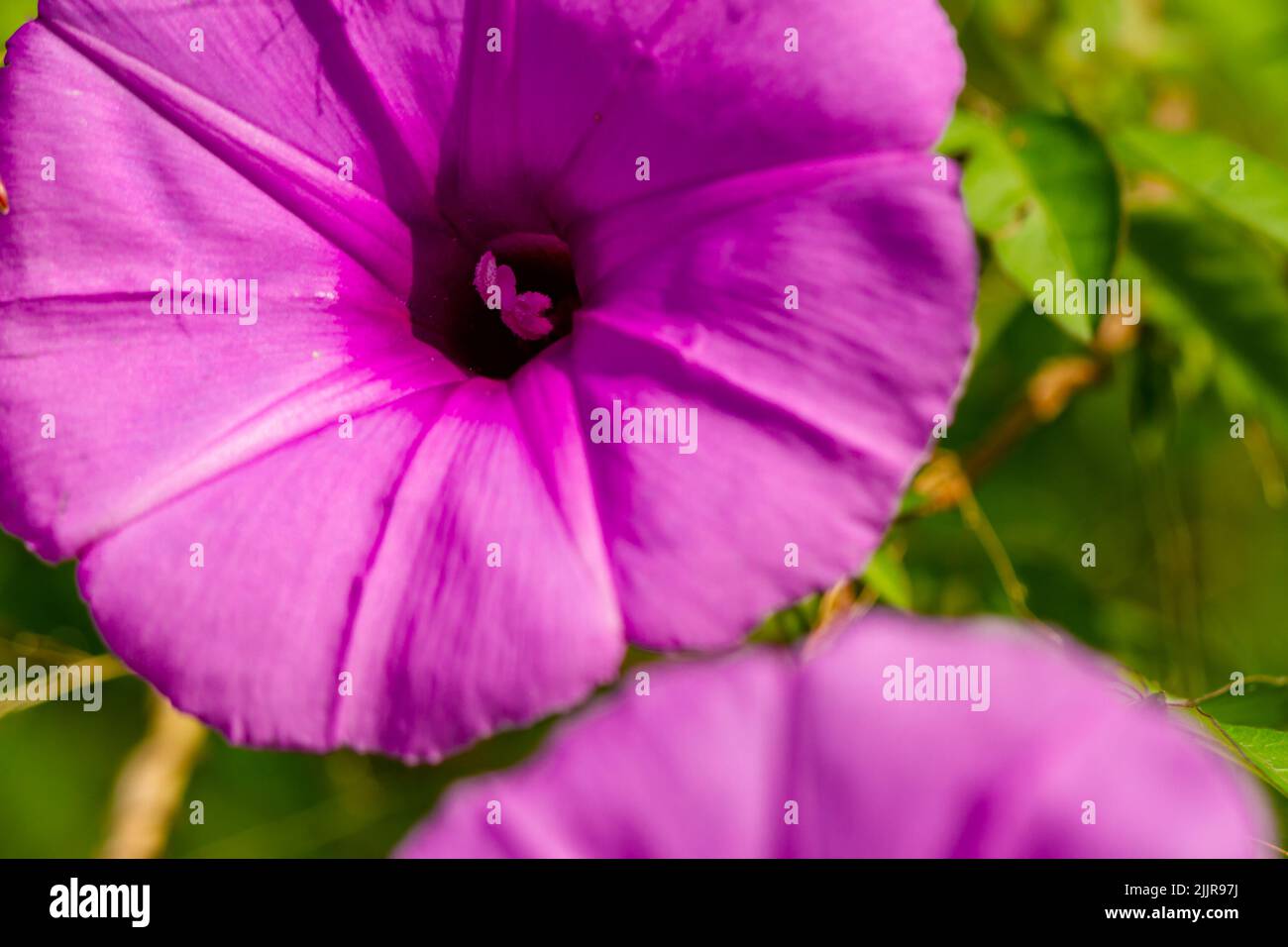 Ipomoea setifera Poir Blume, die in der Blüte ist, ist wie eine lila Trompete geformt, verschwommen grünen Laub Hintergrund Stockfoto
