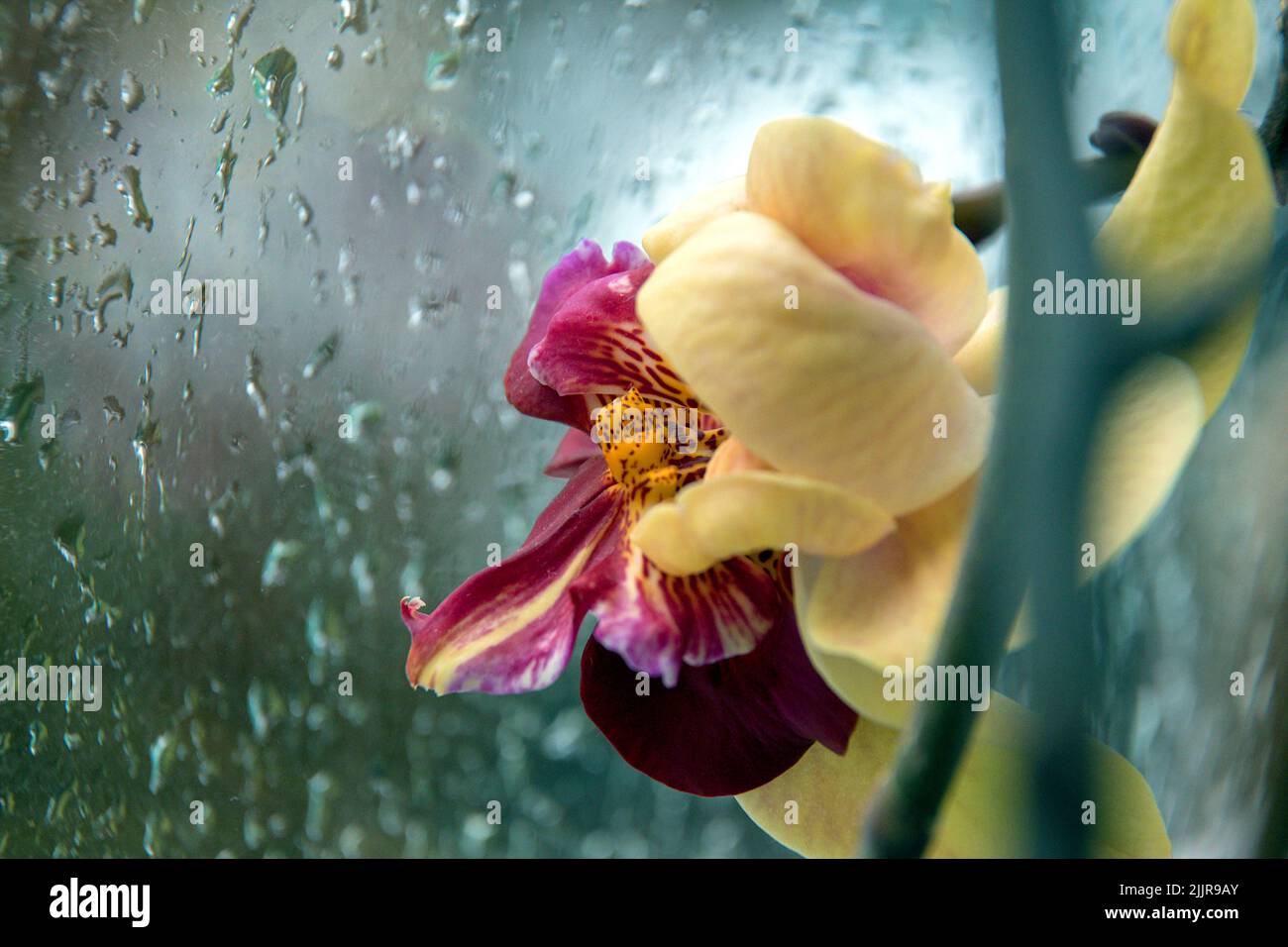 Nahaufnahme einer Orchidee in der Nähe des nassen Fensters Stockfoto