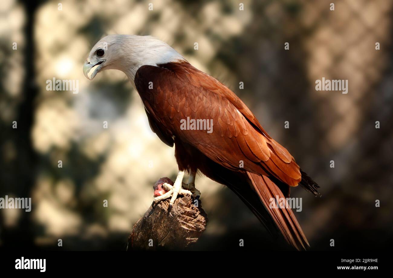 Ein wunderschöner Adler, der auf einem Ast sitzt, vor dem Hintergrund des verschwommenen Zauns Stockfoto