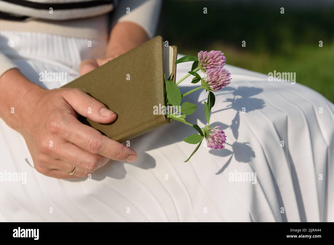 Beschnittene Ansicht einer verheirateten Frau in einem weißen Faltenrock, die ein geschlossenes olivfarbenes Tagebuch auf den Knien mit einem Blumenstrauß aus Kleeblatt im Inneren hält Stockfoto