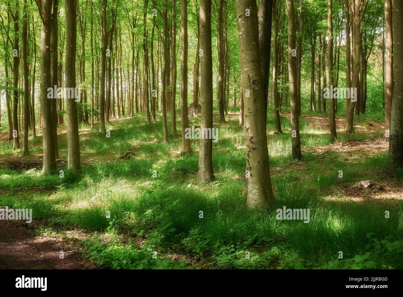 Ruhiger Wald an einem frischen, schönen Morgen, viele hohe Bäume wachsen an einem sonnigen Tag. Beruhigende, friedliche Natur in Harmonie mit Zen und beruhigendem Ambiente Stockfoto