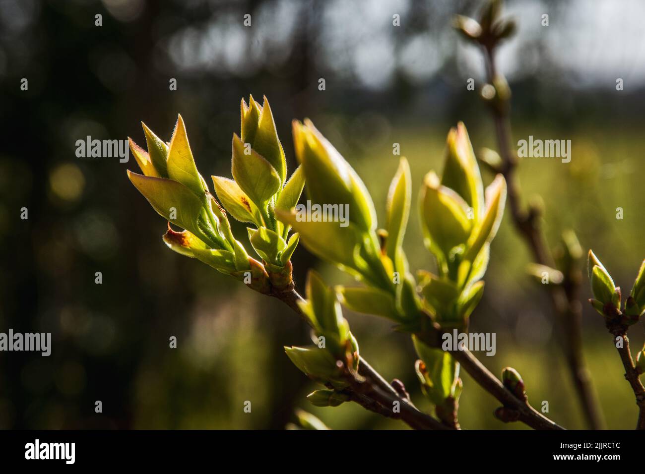 Die ersten Blätter eines Zierstrauch im Frühjahr unter Sonnenlicht. Fliederknospen wachsen im frühen Frühjahr. Stockfoto