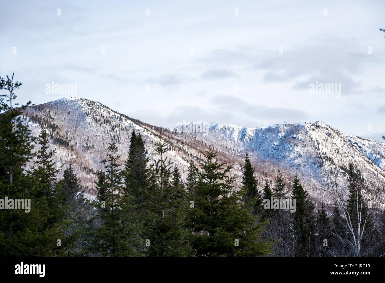 Ein immergrüner Kiefernwald am Berghang, schneebedeckte Berge unter Sonnenlicht und bewölktem Himmel Stockfoto