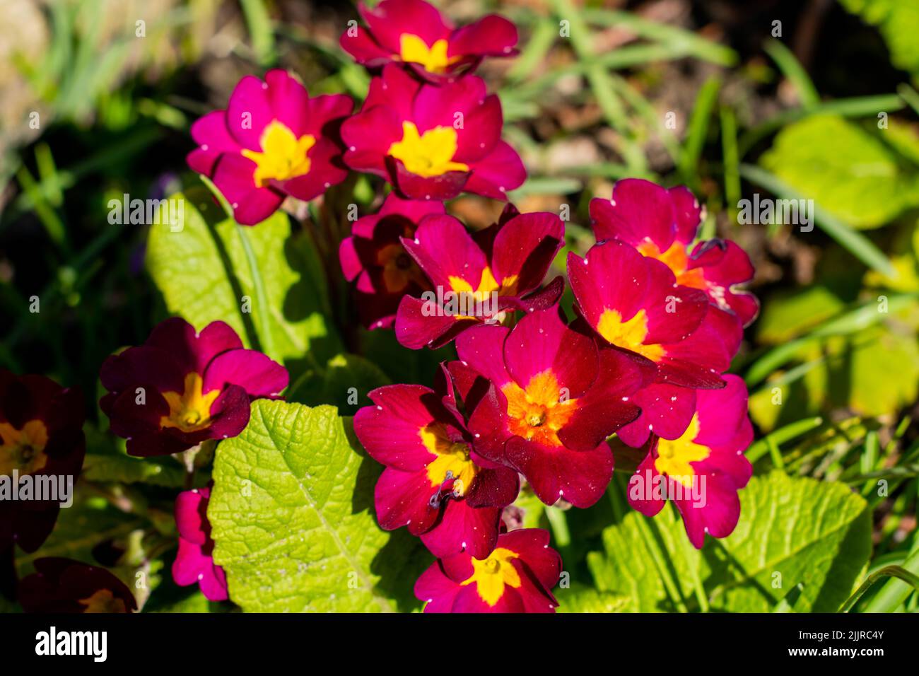 Eine Nahaufnahme von schönen roten Primeln, umgeben von Blättern im Garten unter dem Sonnenlicht. Perfekt für botanische Konzepte Stockfoto