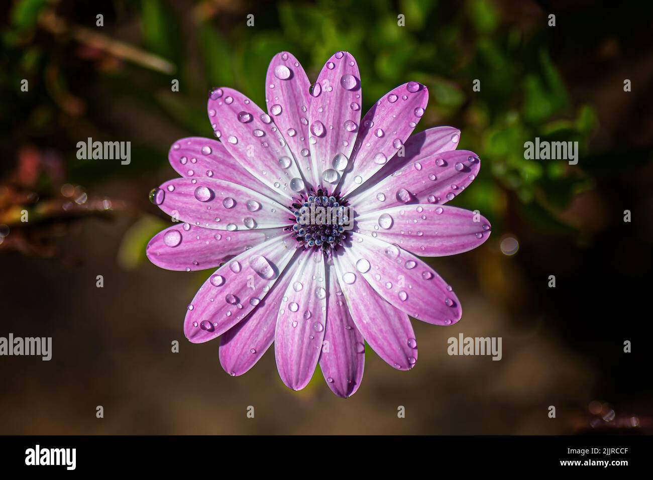 Ein Blick von oben auf das nassviolette Cape marguerite im Garten Stockfoto