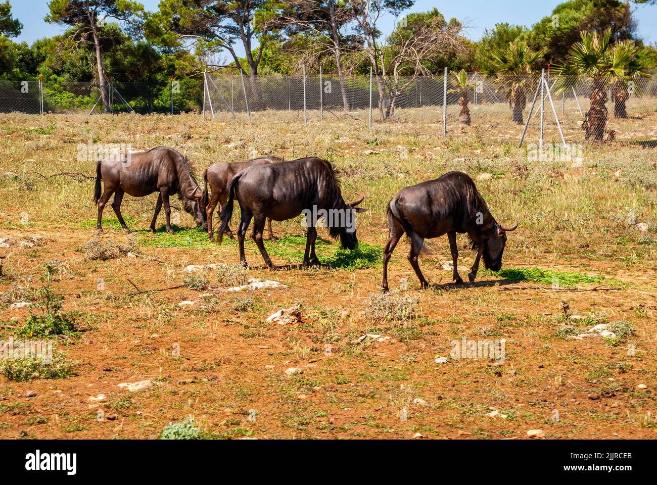 Eine Gruppe von Blauen Gnus grasen und wandern auf der Safari in Mallorca, Spanien Stockfoto