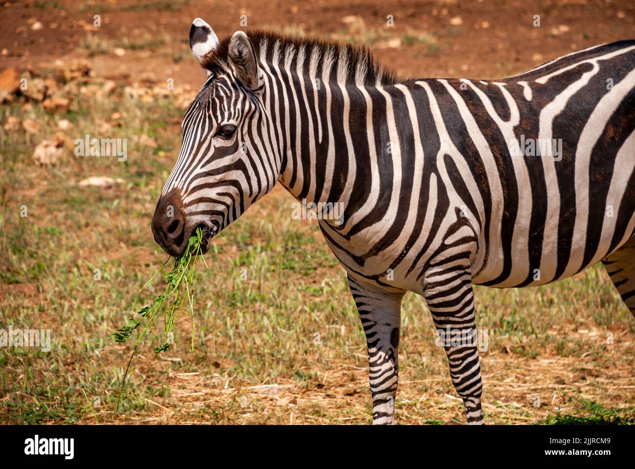 Ein entzückendes Zebra grast auf grünem Gras auf einer Safari auf Mallorca, Spanien Stockfoto