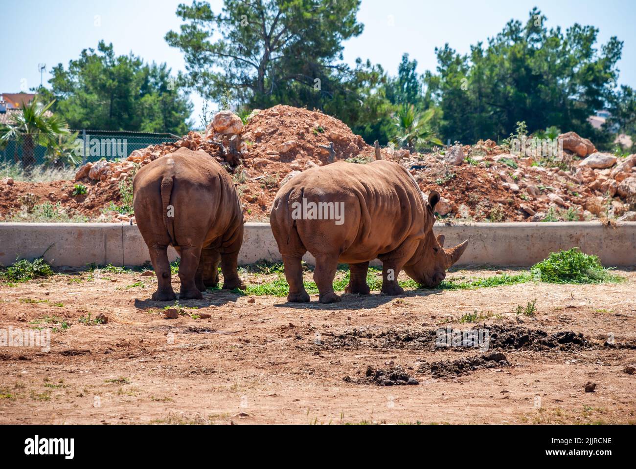 Die beiden Nashorn grasen auf frischem, grünem Gras auf Safari in Mallorca, Spanien Stockfoto