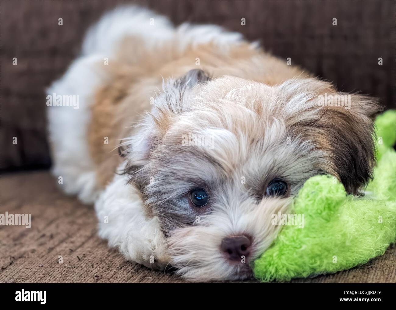 Eine Nahaufnahme eines havanesischen bichon-Welpen, der auf der Couch liegt und ein Spielzeug im Mund hält Stockfoto