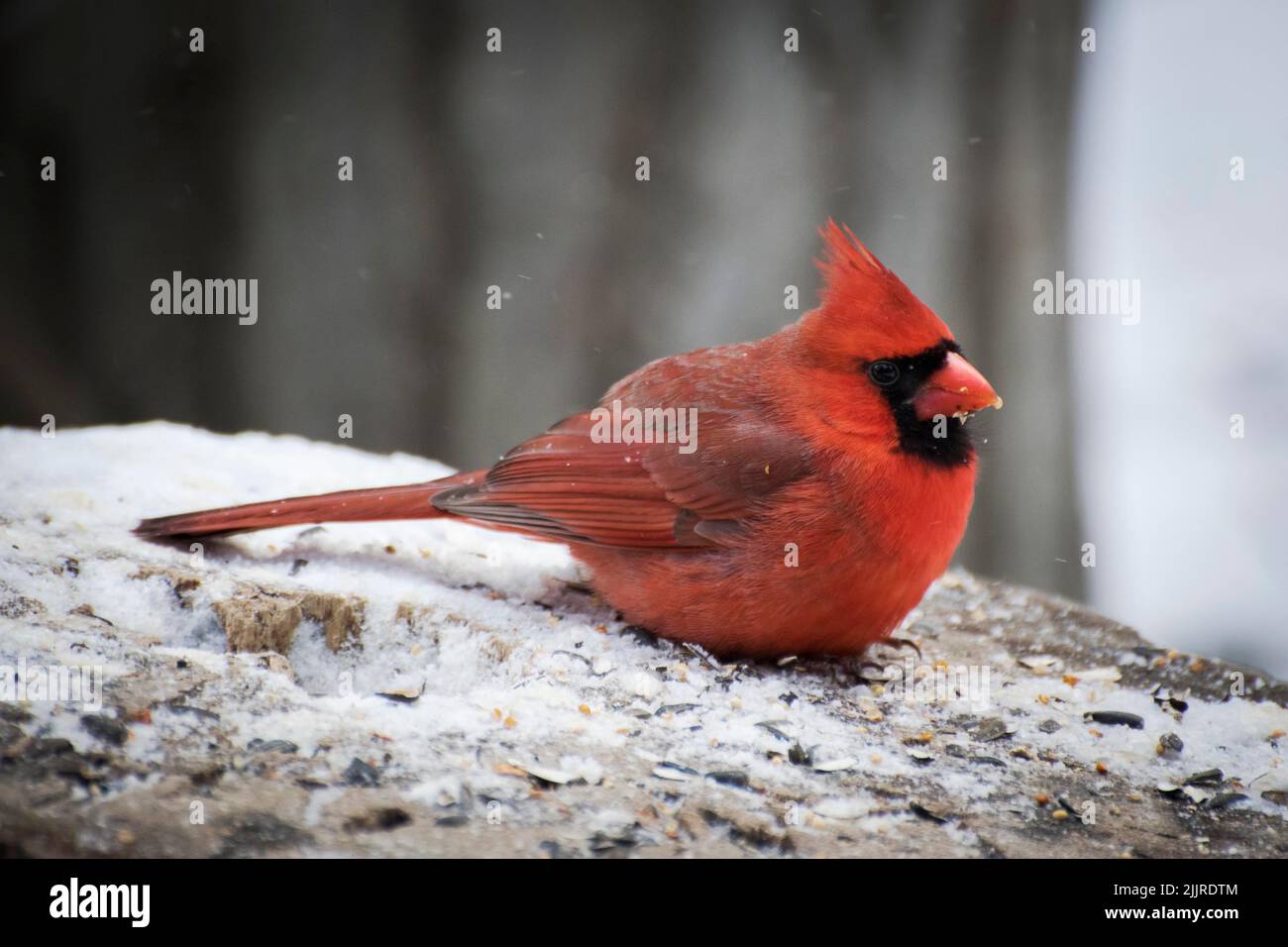 Eine Nahaufnahme eines nördlichen Kardinals, der auf einem schneebedeckten Baumstumpf sitzt Stockfoto