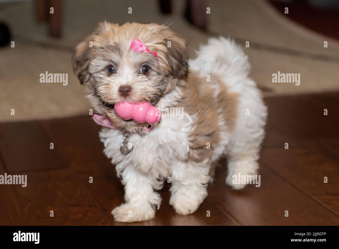 Ein Havanesischer bichon-Welpe mit einer rosa Schleife, die ein Spielzeug im Mund hält Stockfoto