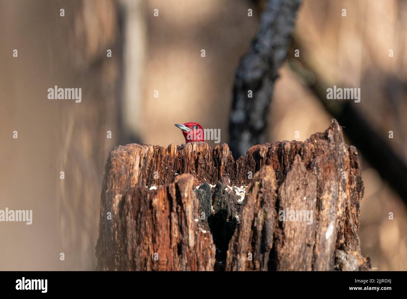 Eine Aufnahme eines roten Vogels, der sich hinter einem Holzstumpf versteckt Stockfoto