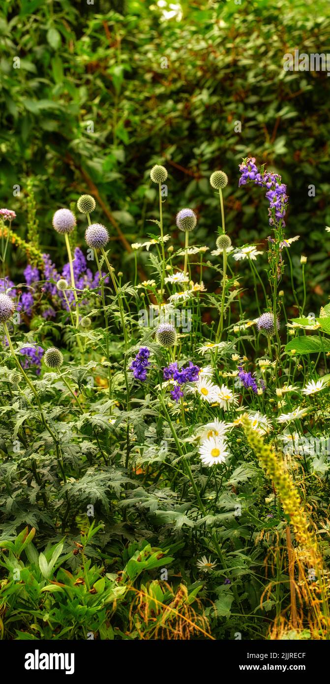 Blumen, Pflanzen und Pflanzen wachsen im Sommer in Büschen, Parks und Feldern. Grün, Vegetation und Flora blühen und Knospen in einer natürlichen üppigen Stockfoto