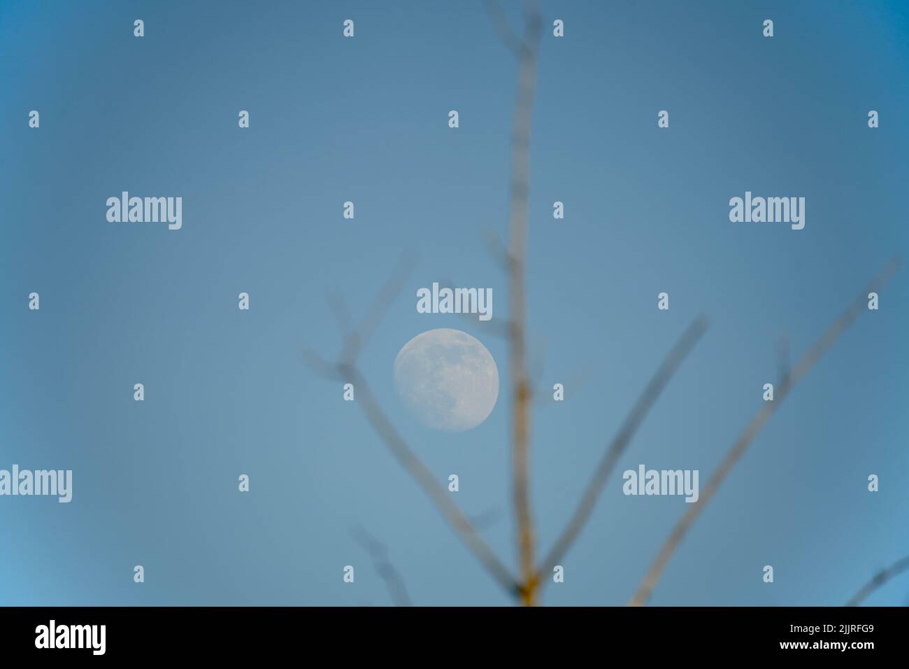 Der Mond in einem blauen Himmel mit einem unfokussierten Ast im Vordergrund Stockfoto
