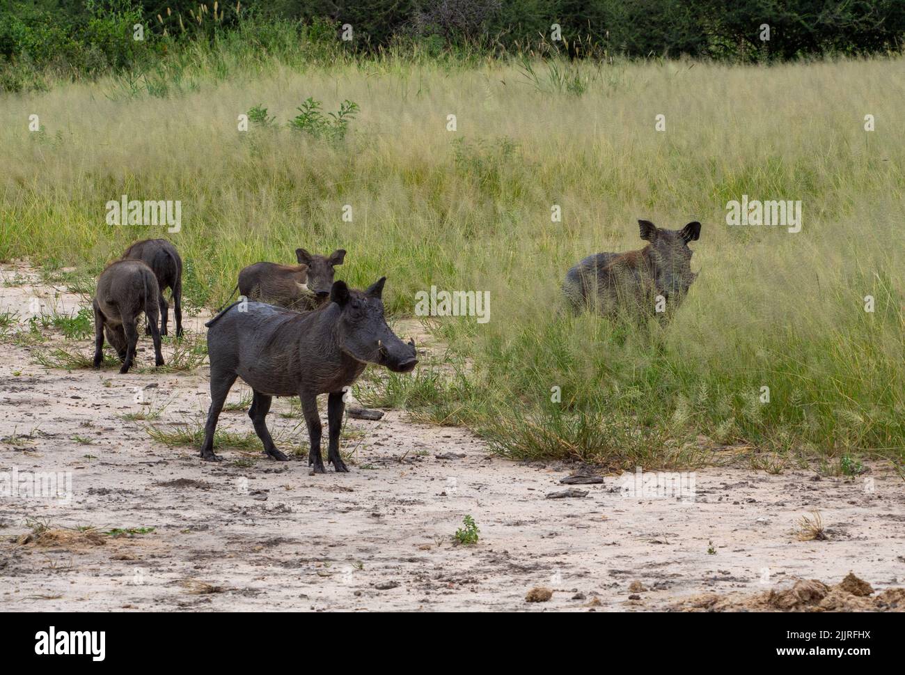 Eine Gruppe von Warzenschweinen im Serengeti Nationalpark, Tansania Stockfoto