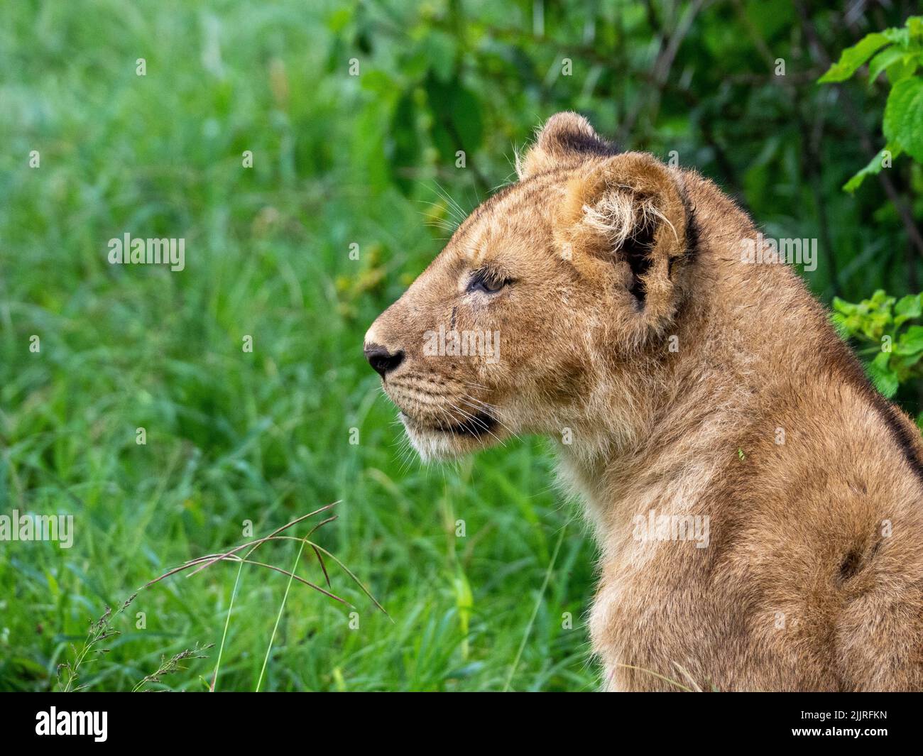 Ein Seitenportrait eines Löwenjungen im Serengeti Nationalpark, Tansania Stockfoto