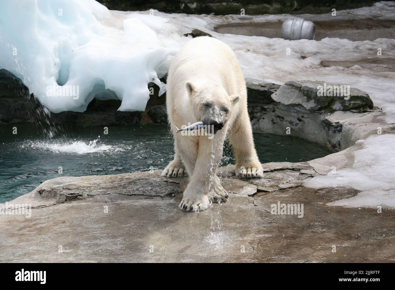 Ein Eisbär, der im Zoo einen Fisch isst und auf dem gepflasterten, eisigen Boden am Wasser steht Stockfoto