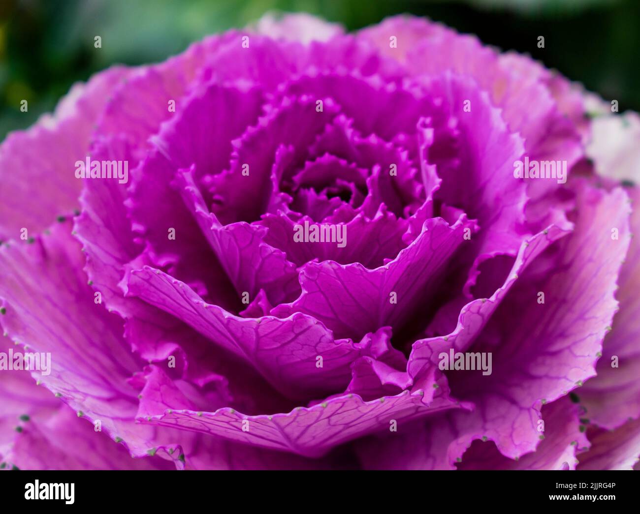 Eine Nahaufnahme von Ornamental Kale, Brassica oleracea. Stockfoto