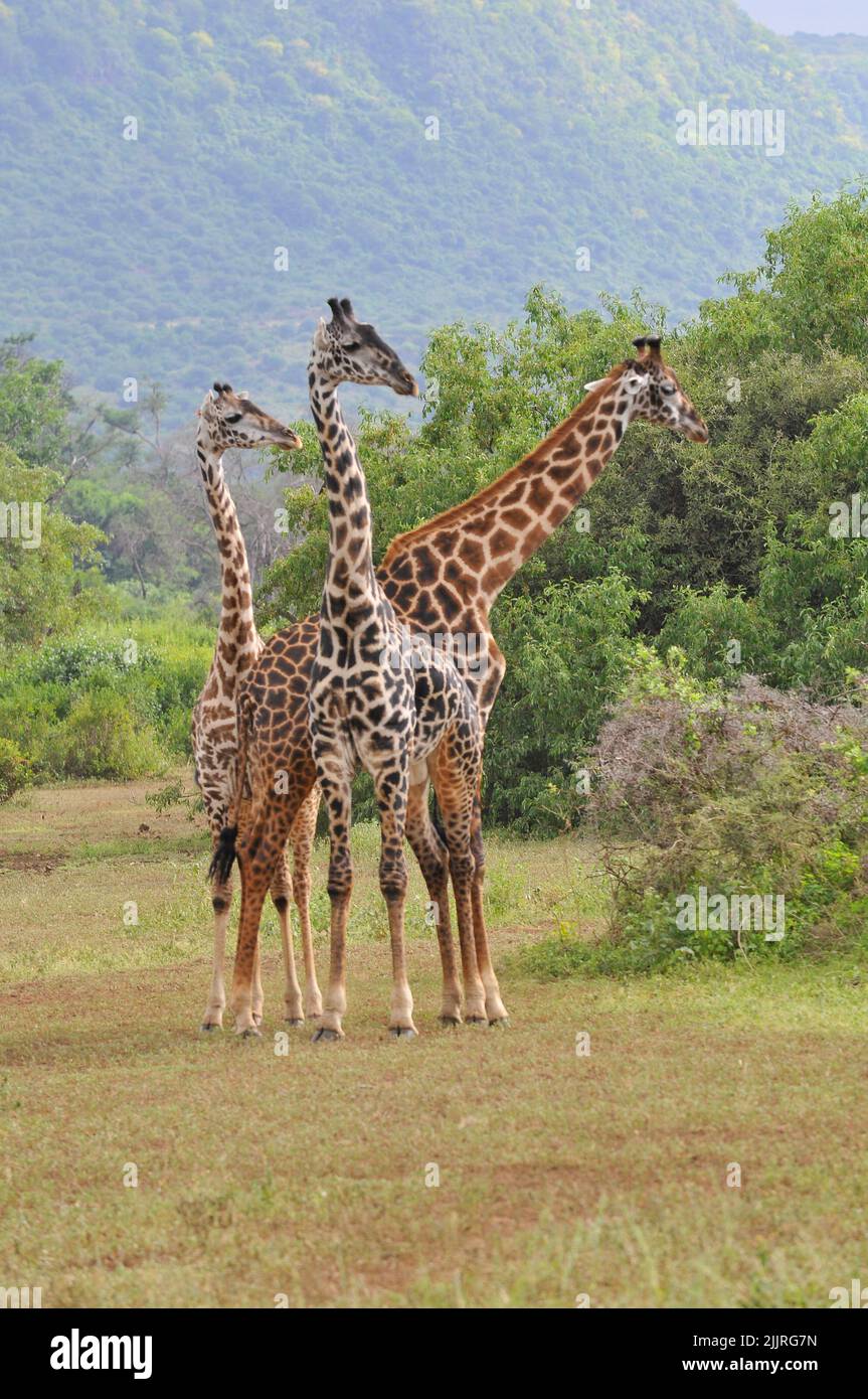 Eine vertikale Aufnahme einer Gruppe von Giraffen in der Wildnis Stockfoto