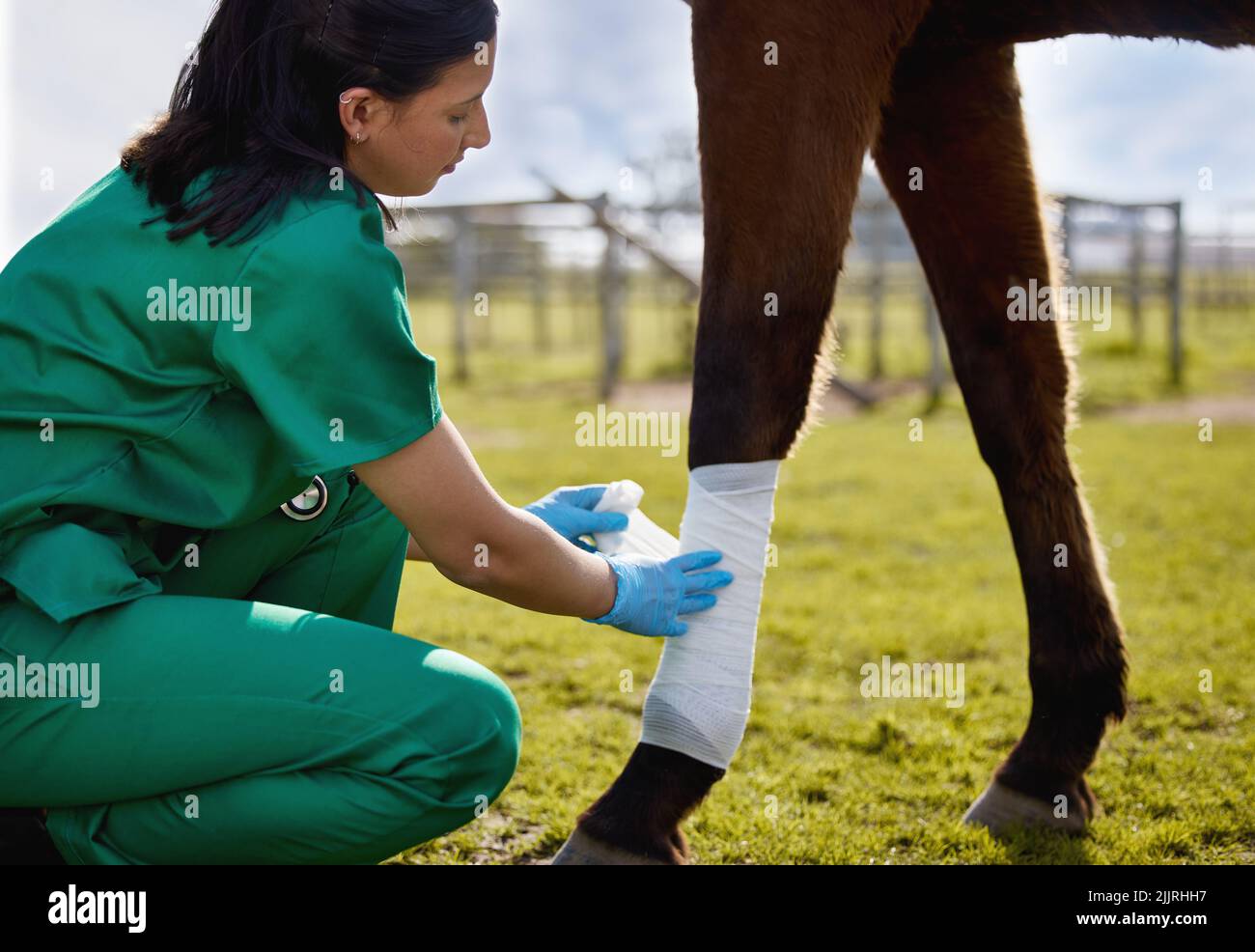 Tierärzte müssen auch eine Leidenschaft für die Tierhilfe zeigen. Ein junger Tierarzt legt auf einem Bauernhof einen Verband auf ein Pferd. Stockfoto