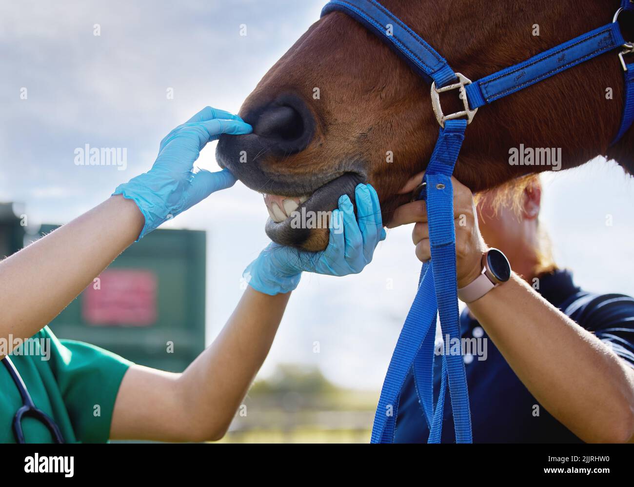 Die Arbeit mit Tieren ist ein lohnendes und erfüllendes Leben. Ein nicht erkennbarer Tierarzt macht eine Untersuchung auf einem Pferd auf einem Bauernhof. Stockfoto