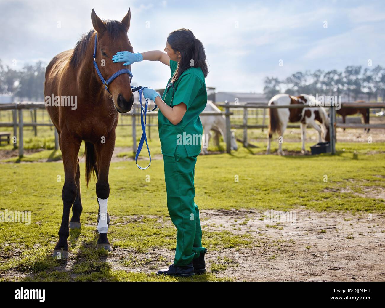 Der Tierflüsterer. Ein junger Tierarzt legt auf einem Bauernhof einen Verband auf ein Pferd. Stockfoto