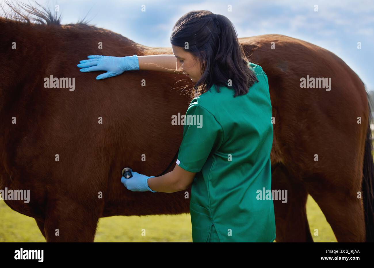 Der beste Arzt der Welt ist der Tierarzt. Ein junger Tierarzt macht eine Untersuchung auf einem Pferd auf einer Farm. Stockfoto