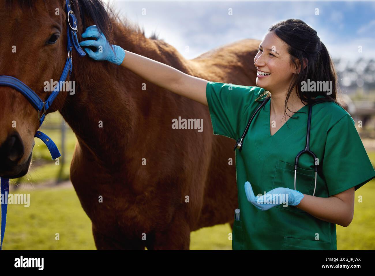 Meine Leidenschaft ist zu meinem Job geworden. Ein junger Tierarzt legt auf einer Farm einen Verband auf ein Pferd. Stockfoto