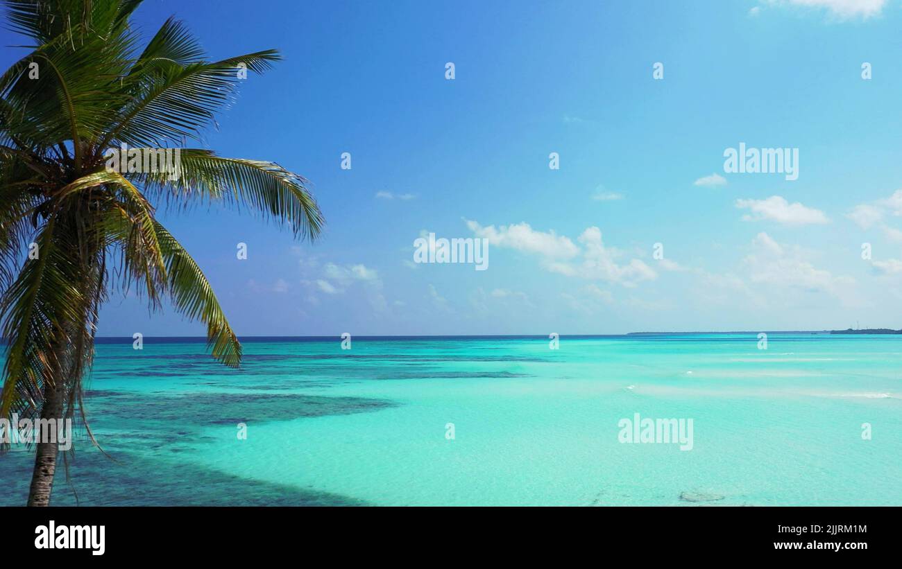 Ein tropischer Kokosnussbaum mit türkisfarbenem Meeresgrund unter blauem Himmel Stockfoto