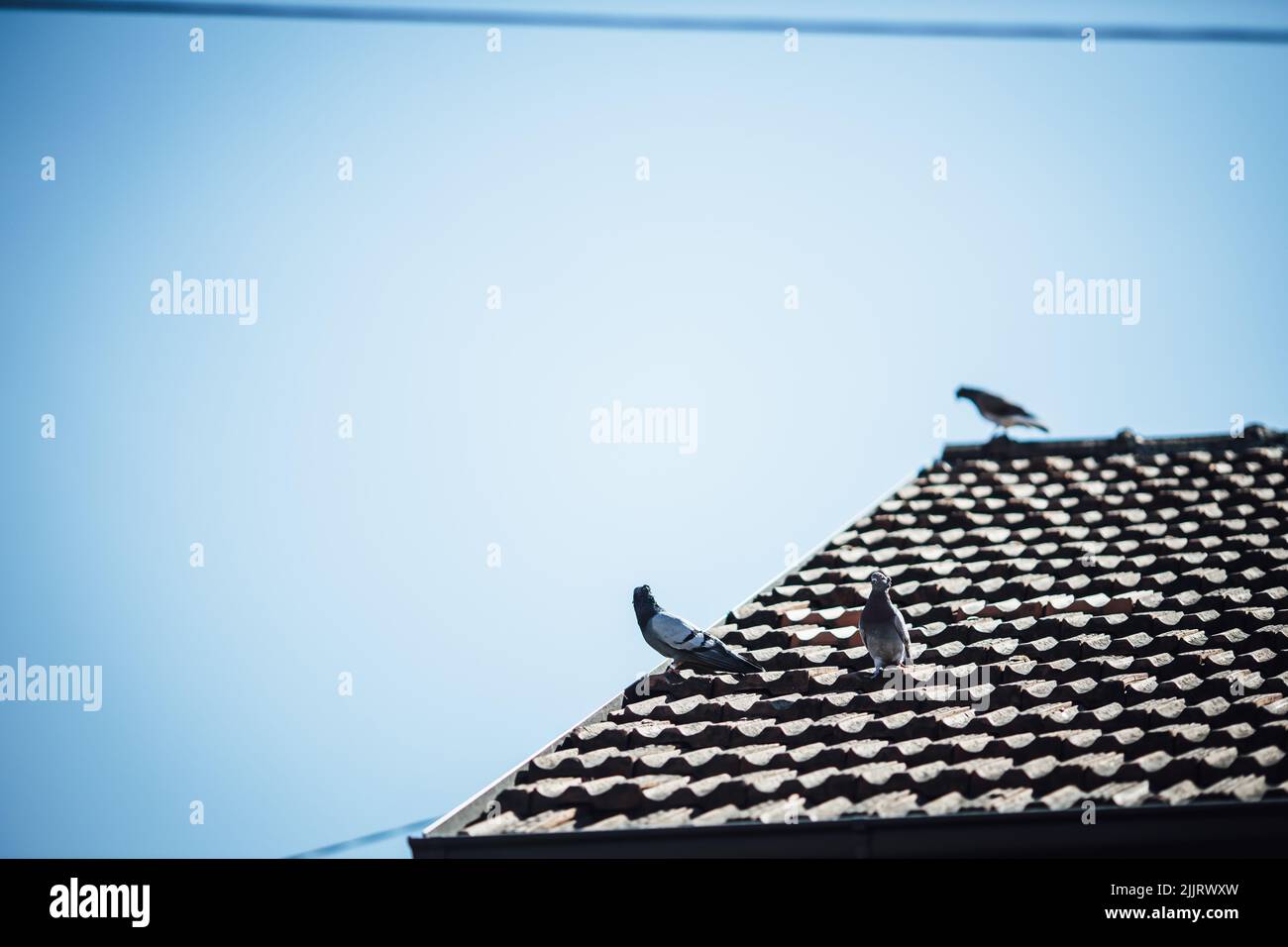 Drei Legionen stehen auf dem Dach des Hauses Stockfoto