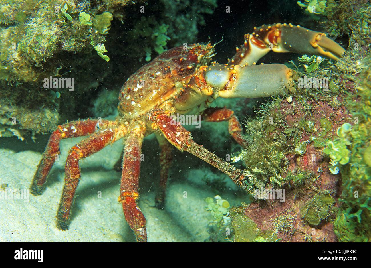 Channel-Anhaftende Krabbe (Mithrax spinosissimus), Roatan, Bay Islands, Honduras, Karibik, Karibisches Meer Stockfoto