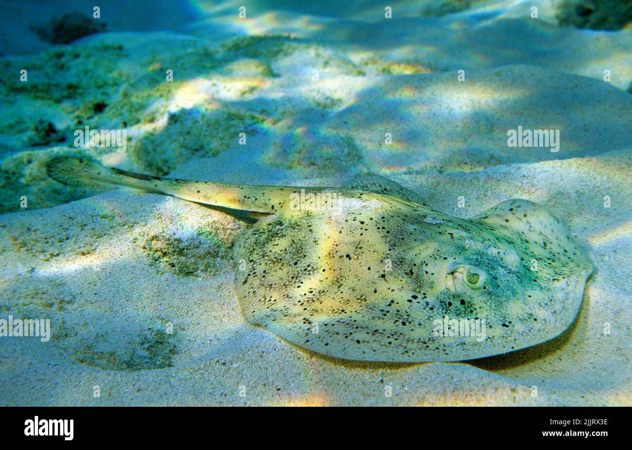 Balg Stingray (Urolophus jamaicensis) auf sandigen Meeresboden, Cozumel, Mexiko, Karibik, Stockfoto