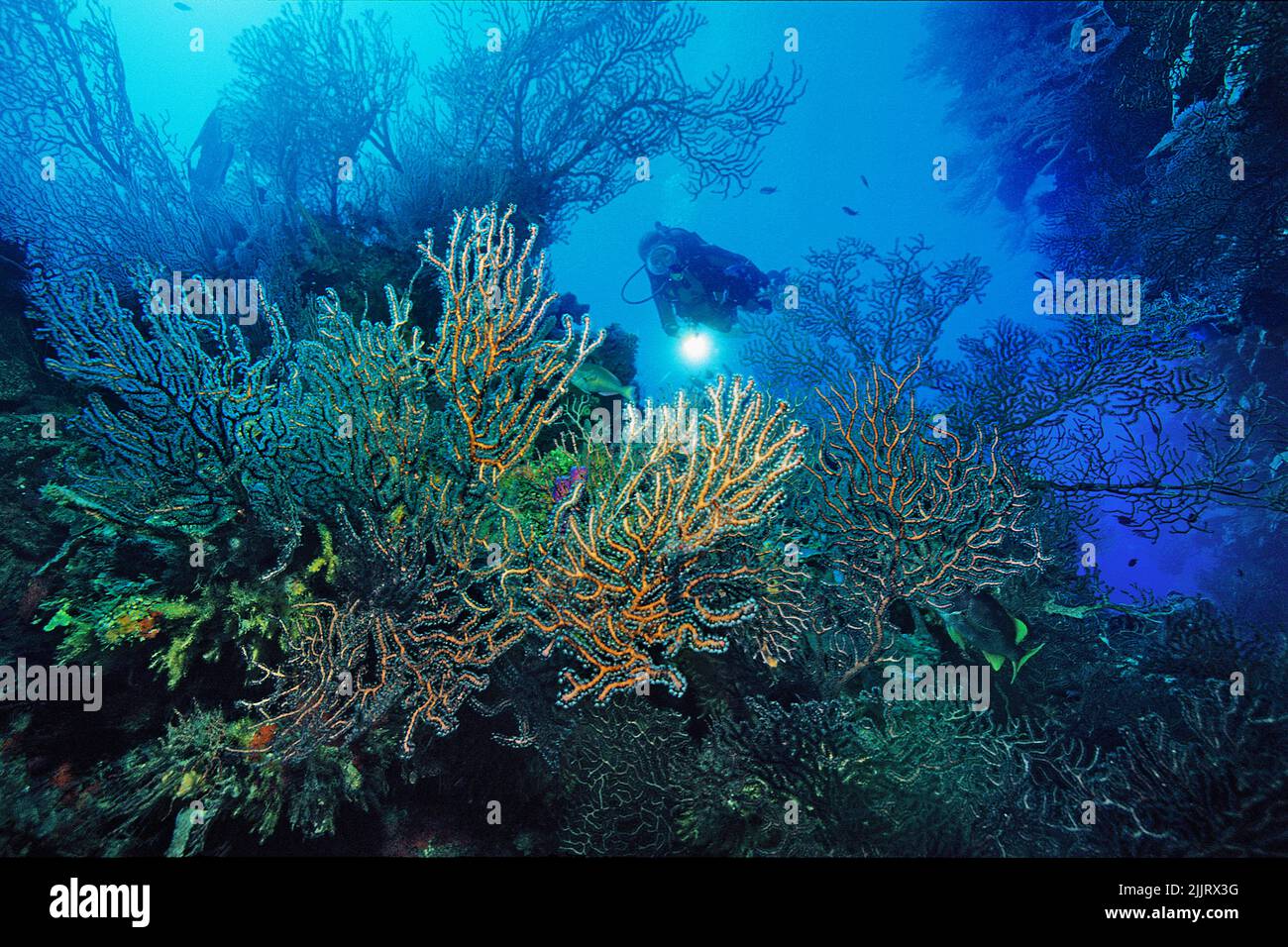 Karibisches Korallenriff mit riesigen Tiefseefans (Iciligorgia schrammi), Roatan, Honduras, Karibik, Karibisches Meer Stockfoto